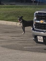 Found/Stray Male Dog last seen Joe V's on fuqua and beltway, Houston, TX 77085