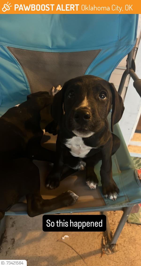Found/Stray Male Dog last seen NW 26th and Classen, Oklahoma City, OK 73106