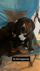 Found/Stray Male Dog last seen NW 26th and Classen, Oklahoma City, OK 73106