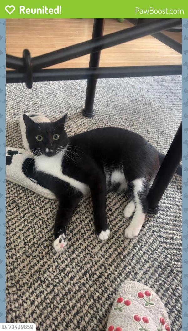 Reunited Male Cat last seen North Ave NW, Atlanta, GA 30318