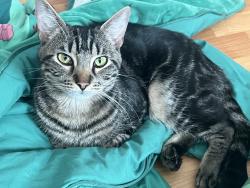 Reunited Male Cat last seen Hunters hill and hunters woods Simpsonville, Simpsonville, SC 29680