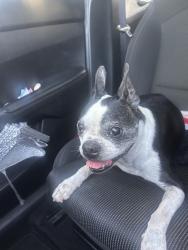 Reunited Male Dog last seen Cravath Ct, West Covina, CA 91792, USA, West Covina, CA 91792