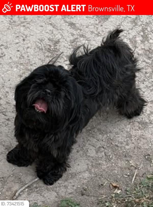 Lost Female Dog last seen Linda lane, Brownsville, TX 78521