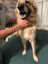 Reunited Female Dog last seen Gardner Park Dr Gastonia NC, Gastonia, NC 28054