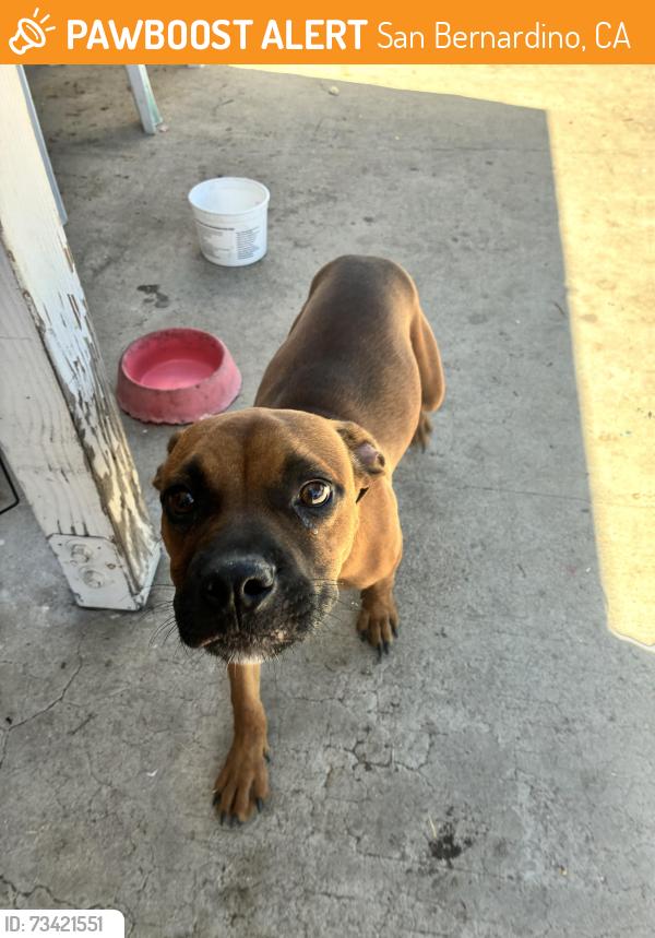 Found/Stray Male Dog last seen Del Rosa and Paloma rd, San Bernardino, CA 92404