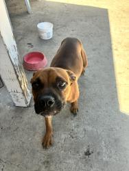 Found/Stray Male Dog last seen Del Rosa and Paloma rd, San Bernardino, CA 92404