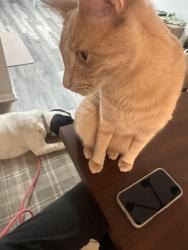 Reunited Female Cat last seen S Madison st x 57th St - near Hinsdale Central football field, Hinsdale, IL 60521
