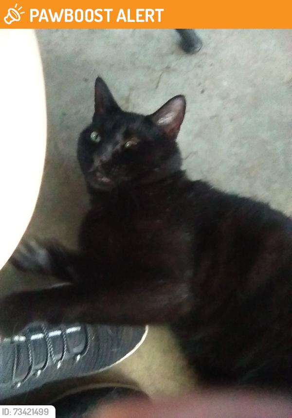 Found/Stray Male Cat last seen Naysmith rd, North Versailles Township, PA 15137