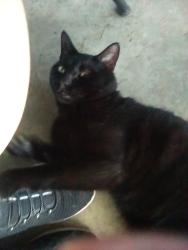 Found/Stray Male Cat last seen Naysmith rd, North Versailles Township, PA 15137
