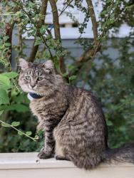 Reunited Female Cat last seen N 8th Street and Adams St, Tacoma, WA 98406