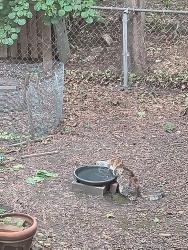 Found/Stray Unknown Cat last seen Mead St-Cogswell, Cambridge, MA 02140