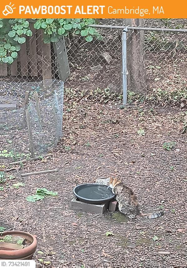 Found/Stray Unknown Cat last seen Mead St-Cogswell, Cambridge, MA 02140