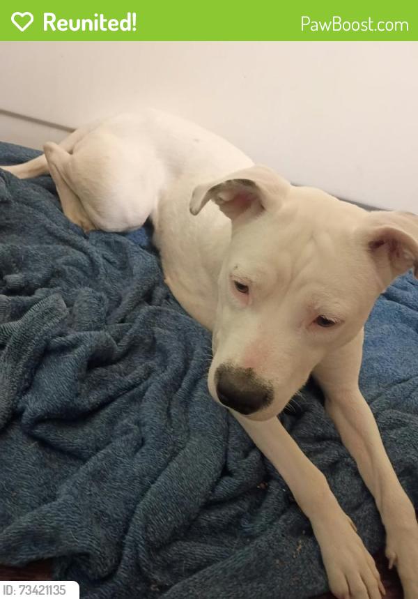 Reunited Female Dog last seen Alameda and Roberts heb, Corpus Christi, TX 78412