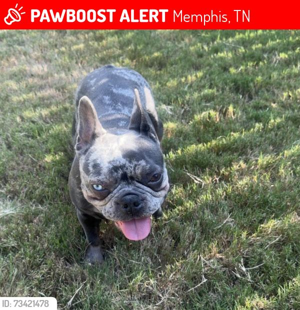 Lost Female Dog last seen Houston levee, Memphis, TN 38016