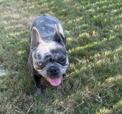 Lost Female Dog last seen Houston levee, Memphis, TN 38016