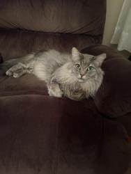 Reunited Male Cat last seen Near Gordon Ave, Severna Park, MD 21146, USA, Severna Park, MD 21146