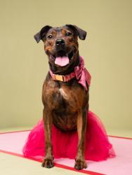 Shelter Stray Female Dog last seen Near Winkfield PT, South Fulton, GA, 1251 Fulton Industrial Blvd NW, Atlanta, GA 30336, USA