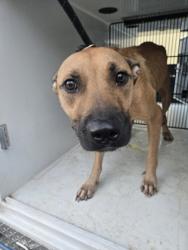 Shelter Stray Female Dog last seen Dartmouth dr, Atlanta, GA, 1251 Fulton Industrial Blvd NW, Atlanta, GA 30336, USA