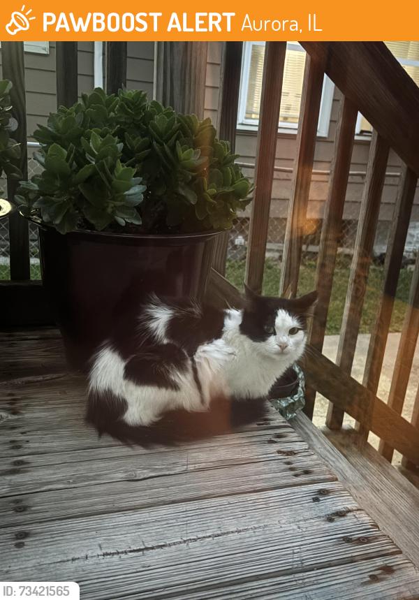 Found/Stray Unknown Cat last seen Front St & Beach St, Aurora, IL 60505