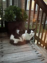 Found/Stray Unknown Cat last seen Front St & Beach St, Aurora, IL 60505