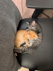 Shelter Stray Male Cat last seen Near Zinfandel Dr, Rancho Cordova, CA, 6201 Florin Perkins Rd, Sacramento, CA 95828, USA