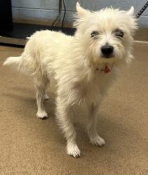 Shelter Stray Male Dog last seen Near S Ponce De Leon Ave NE, Atlanta, GA 30307, 30307, GA, 3280 Chamblee Dunwoody Rd, Chamblee, GA 30341, USA