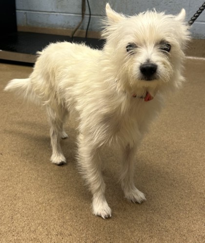 Shelter Stray Male Dog last seen Near S Ponce De Leon Ave NE, Atlanta, GA 30307, 30307, GA, 3280 Chamblee Dunwoody Rd, Chamblee, GA 30341, USA