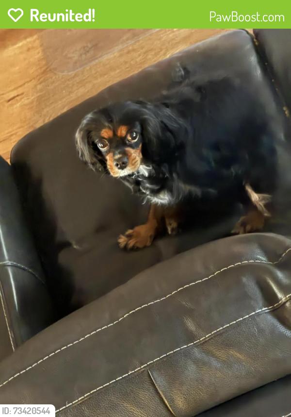 Reunited Female Dog last seen Near moutain Laurel way, Diamond Bar, CA 91765