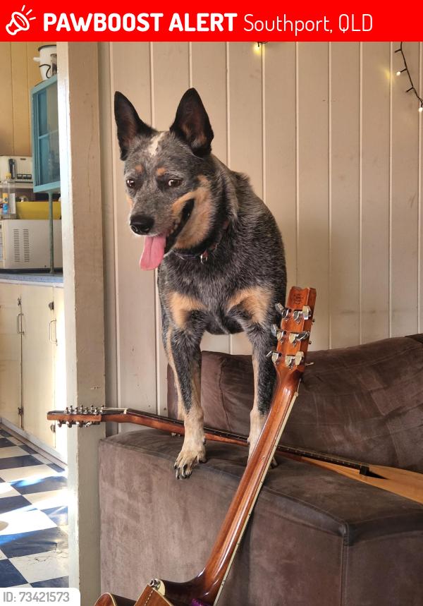 Lost Female Dog last seen Marina parade southport, Southport, QLD 