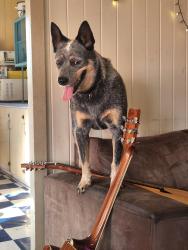 Lost Female Dog last seen Marina parade southport, Southport, QLD 