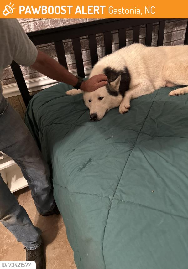 Found/Stray Male Dog last seen Gardner Park Dr, Gastonia, NC 28054