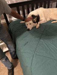 Found/Stray Male Dog last seen Gardner Park Dr, Gastonia, NC 28054