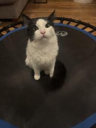 Lost Male Cat last seen Hubbard, Los Angeles, CA 91342