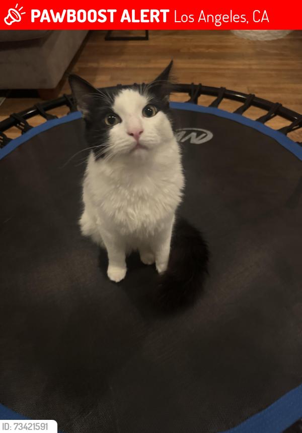 Lost Male Cat last seen Hubbard, Los Angeles, CA 91342
