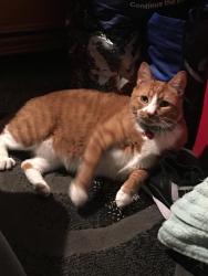Lost Male Cat last seen Jeronimo and Los alisos, Lake Forest, CA 92630