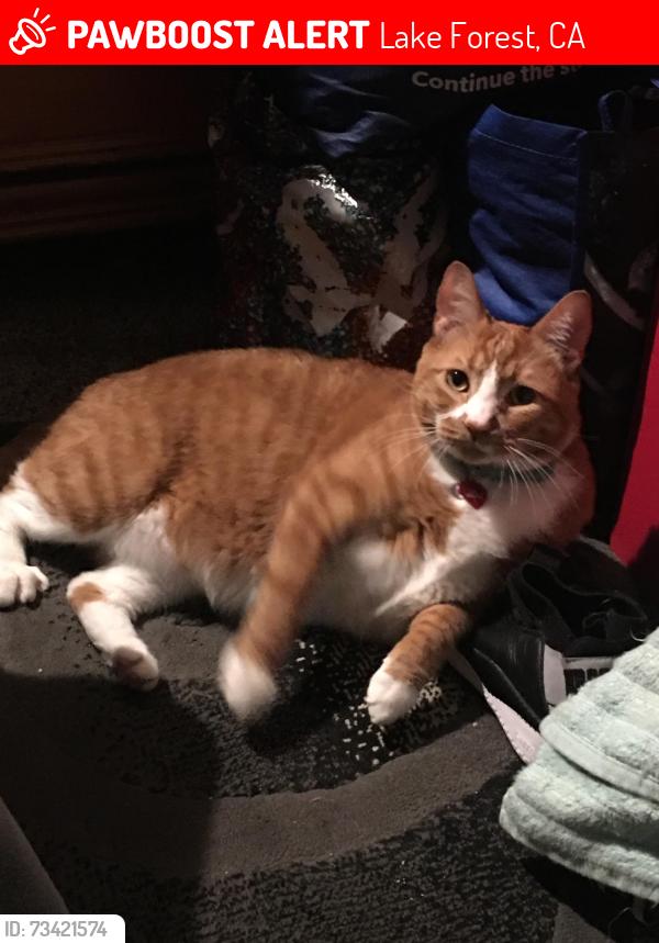 Lost Male Cat last seen Jeronimo and Los alisos, Lake Forest, CA 92630