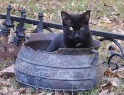 Lost Male Cat last seen Colony Glen, Johns Creek, Johns Creek, GA 30022