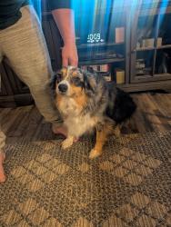 Lost Female Dog last seen McFarland and Thomas, Loves Park, IL 61111