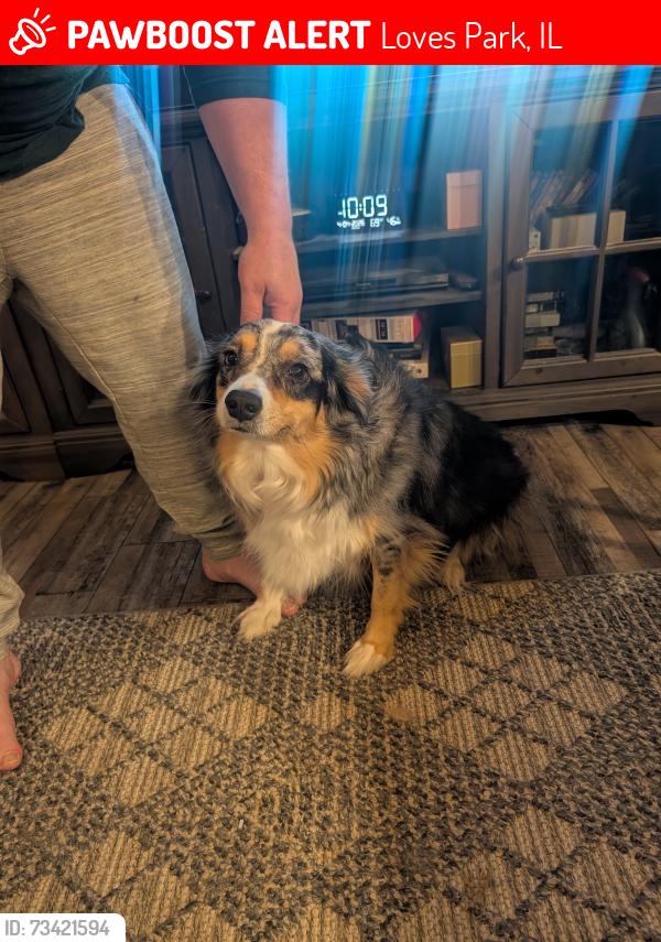 Lost Female Dog last seen McFarland and Thomas, Loves Park, IL 61111