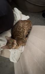 Reunited Unknown Cat last seen Fairway Dr, Stony Plain, AB T7Z 2X2
