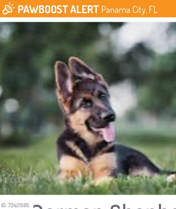 Found/Stray Unknown Dog last seen Bicycle Road to Laird Point Rd, Panama City, FL 32404