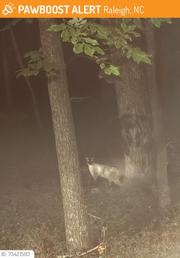 Found/Stray Unknown Cat last seen Near Warwickshire Way, Raleigh, NC, Raleigh, NC 27613