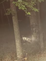 Found/Stray Unknown Cat last seen Near Warwickshire Way, Raleigh, NC, Raleigh, NC 27613