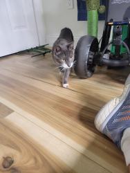 Found/Stray Female Cat last seen Clendenny Ave and West Side Ave, Jersey City, NJ 07304