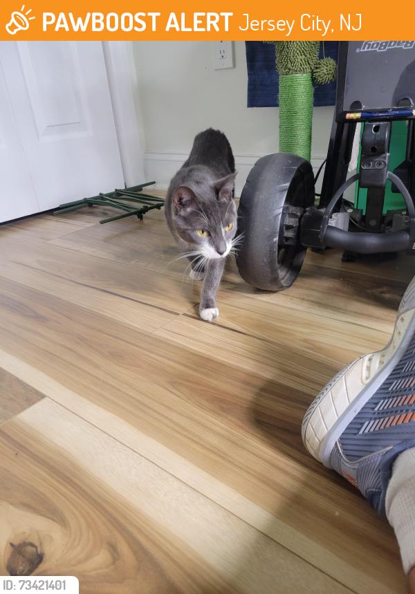 Found/Stray Female Cat last seen Clendenny Ave and West Side Ave, Jersey City, NJ 07304