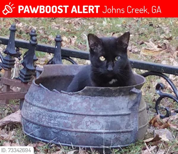 Lost Male Cat last seen Colony Glen, Johns Creek, Johns Creek, GA 30022