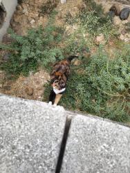 Found/Stray Unknown Cat last seen Louis bauer, San Antonio, TX 78235