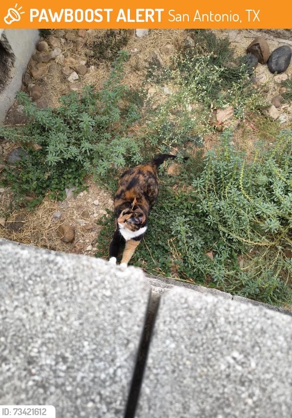 Found/Stray Unknown Cat last seen Louis bauer, San Antonio, TX 78235