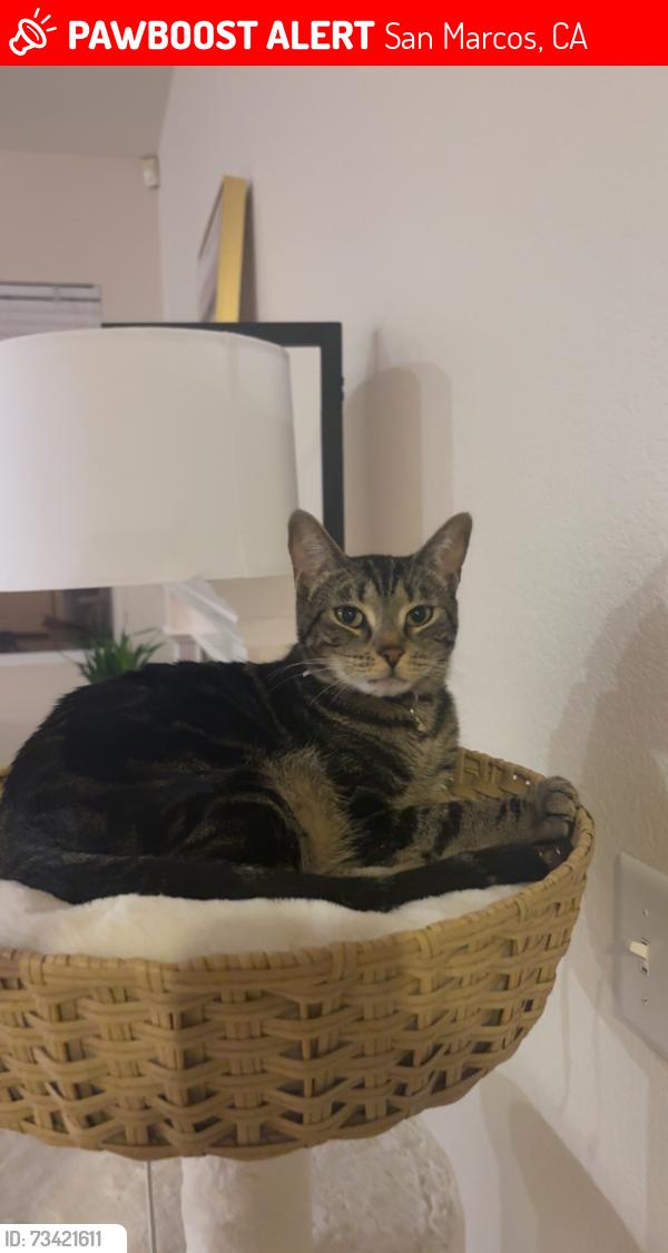 Lost Male Cat last seen Santa fe hills san marcos, San Marcos, CA 92069