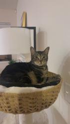 Lost Male Cat last seen Santa fe hills san marcos, San Marcos, CA 92069